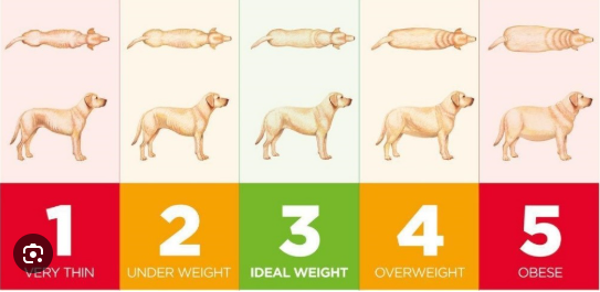 Body Condition Scale