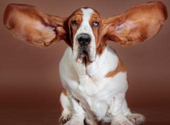 How to Spot an Ear Infection In Your Dog