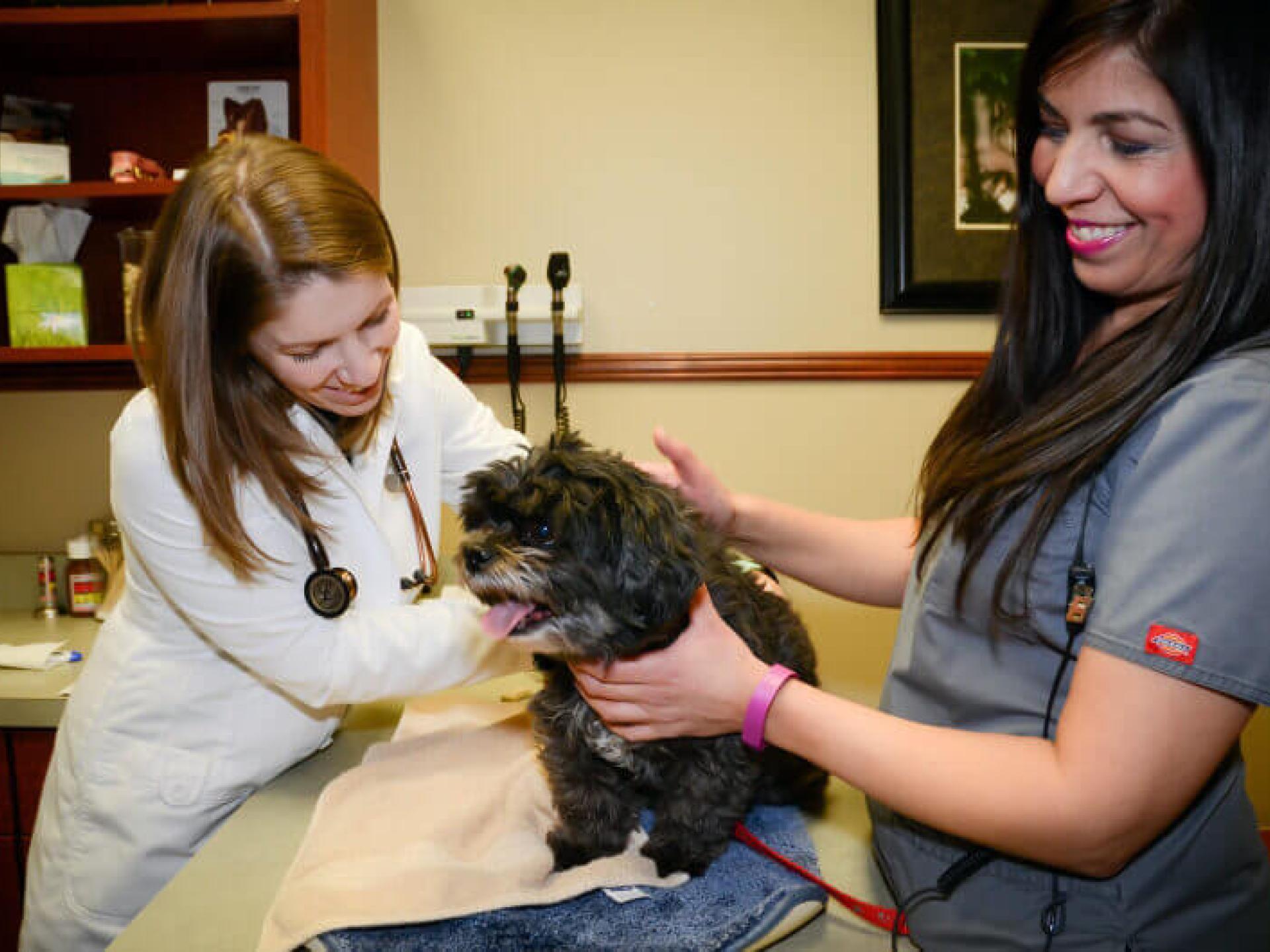 Dr. Johnson | Burr Ridge Veterinary Clinic