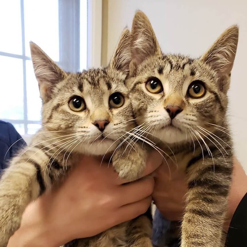 decor image on Burr Ridge Veterinary Clinic